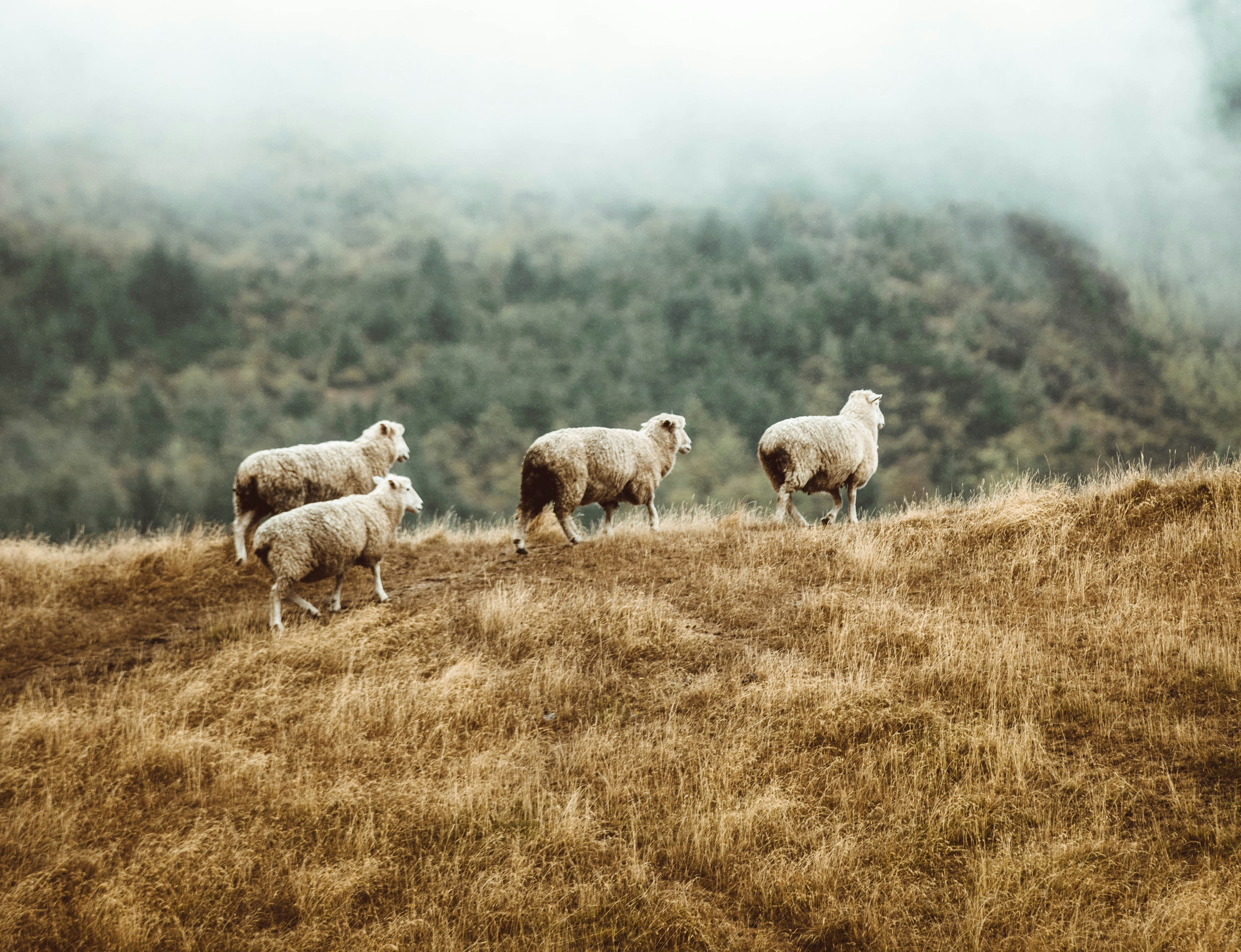 Sunday Service (The Voice You Know)